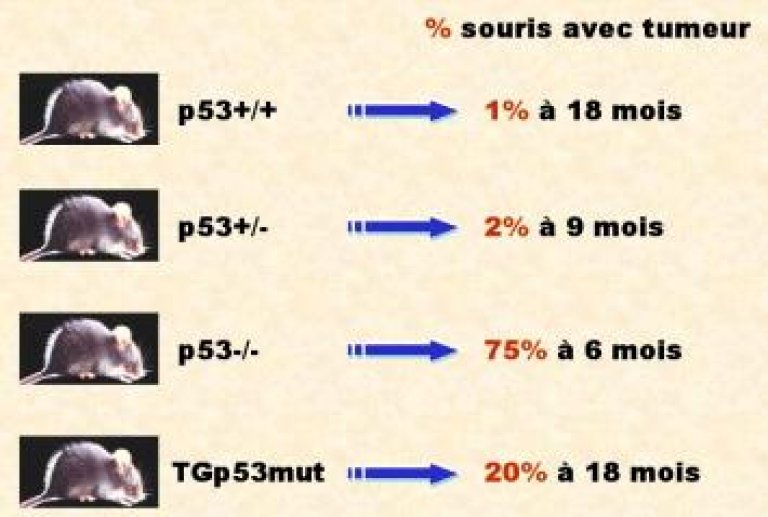 Modèles murins de susceptibilité au cancer