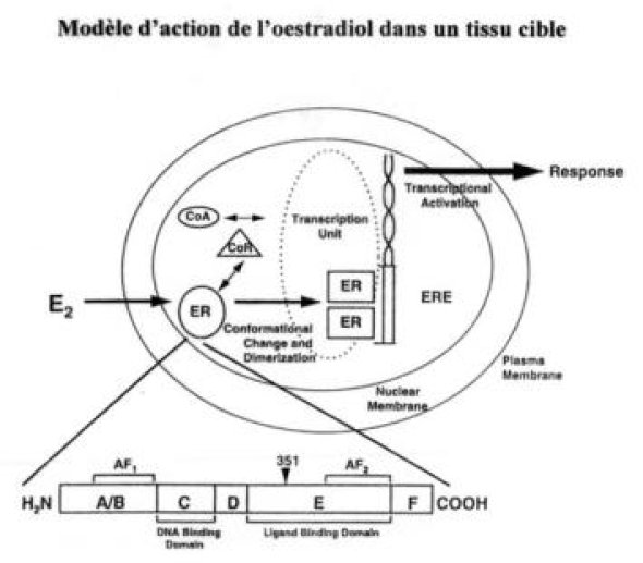 Mécanisme général d'action de l'oestradiol dans une cellule cible.