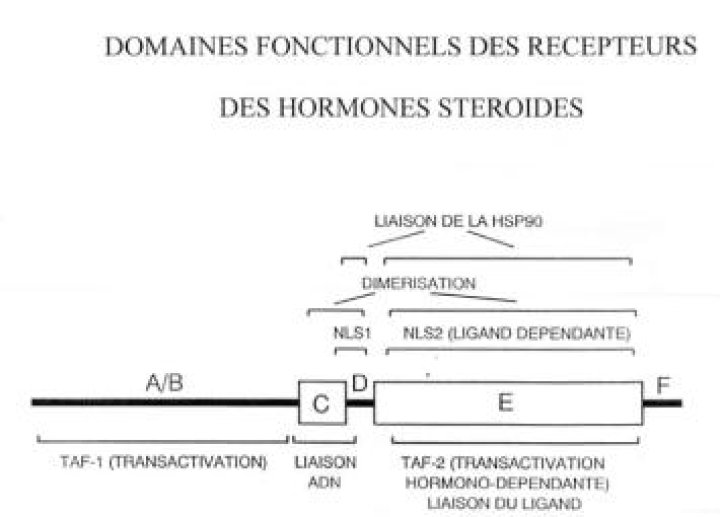 Domaines du récepteur de l'oestradiol alpha.