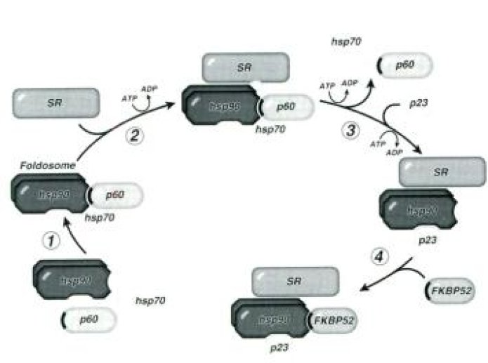 genèse de la forme mature des récepteurs des stéroïdes.