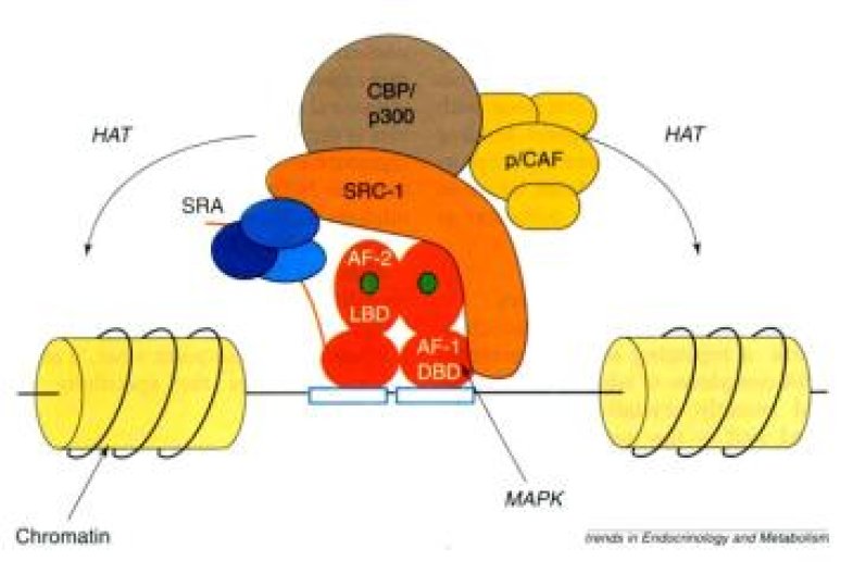 Le recrutement de comodulateurs par le dimère de (ligand-recepteur) et leur activité histone acétyl transférase ou histone déacétylase.
