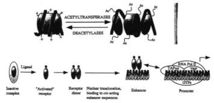 Rôle des activités histone acétyl transférases dans le remodelage nucléosomal de la chromatine.