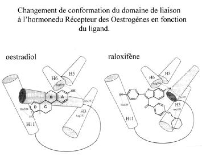 Comparaison des modifications de conformation de ER alpha humain après liaison de l'oestradiol (A) et du Raloxifène (B) au domaine de liaison au ligand.