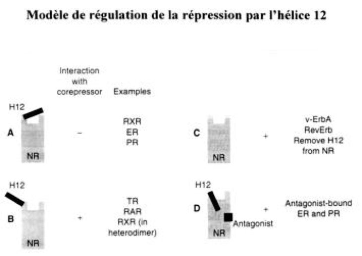 Modèle de la répression par l'hélice 12.