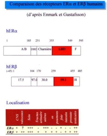 ER alpha versus ER beta