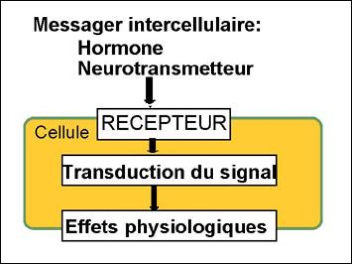 Le rôle universel de l'AMP cyclique et de la protéine kinase activée par l'AMP cyclique