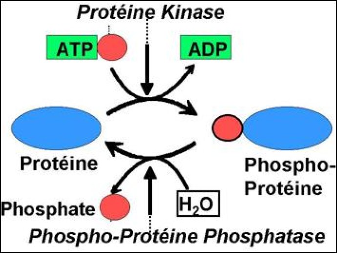 Schéma de la phosphorylation