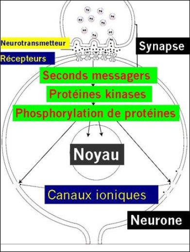 Transmission synaptique