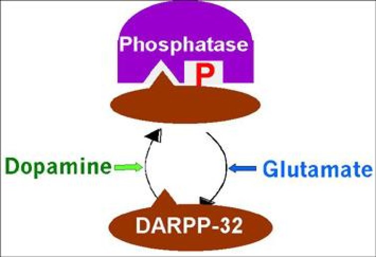 Expression de DARPP-32