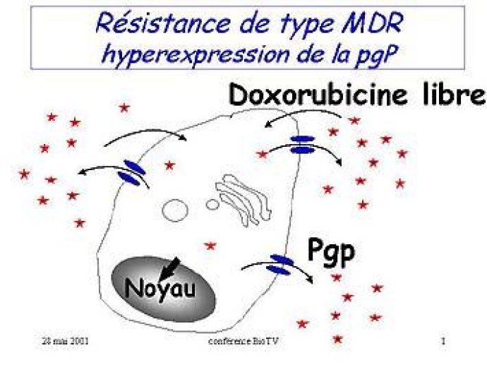 PENETRER LA CELLULE CANCEREUSE