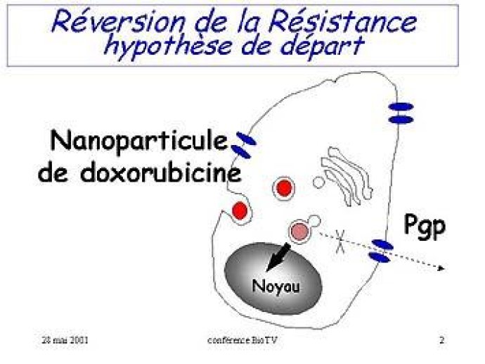 La même cellule que dans la figure 1, mais mise en contact avec des vecteurs colloïdaux de type nanoparticules