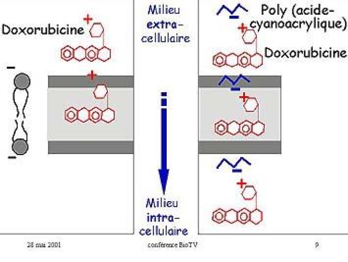  Hypothèse selon laquelle le complexe doxorubicine/polymère soluble est capable d'augmenter la pénétration intracellulaire de l'anticancéreux