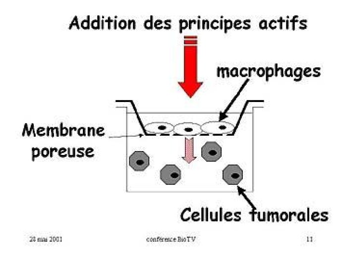 Modèle de culture mis au point pour évaluer le réel potentiel des vecteurs colloïdaux à "réverser" la résistance in vivo