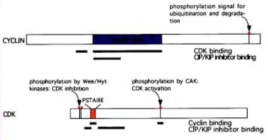 La réponse de la cellule