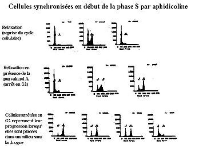 Cellules synchronisées en début de la phase S