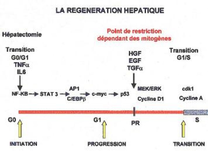 Schéma de la régénération hépatique