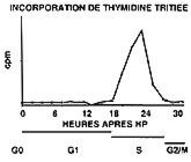 ADN et régénération hépatique.