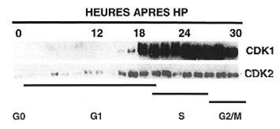 Détection des cdk1 et 2 (Cyclin-dependent kinase 1 et 2) dans la régénération hépatique.