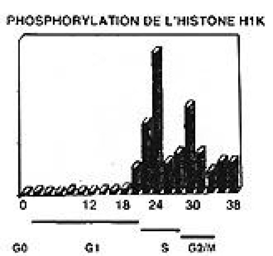 Les cdk1 et 2 sont fonctionelles dans la régénération hépatique et phosphorylent l'histone 1.