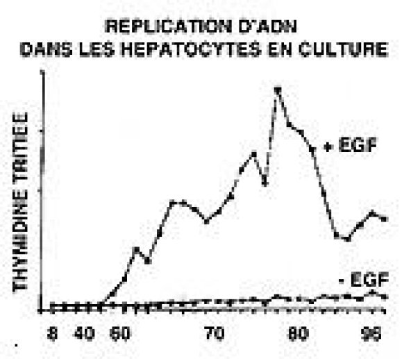 Rôle des facteurs de croissance dans la régénération hépatique.