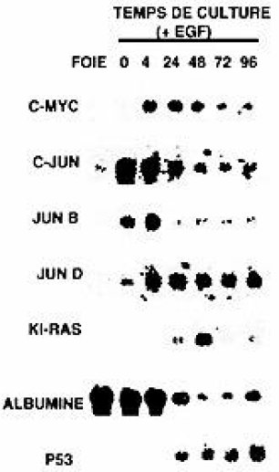 Activation séquentielle des proto-oncogènes dans la régénération hépatique.
