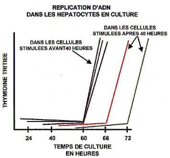 Détermination du point au-delà duquel les hépatocytes ne progressent plus dans le cycle cellulaire sans stimulation mitogénique (point de restriction).