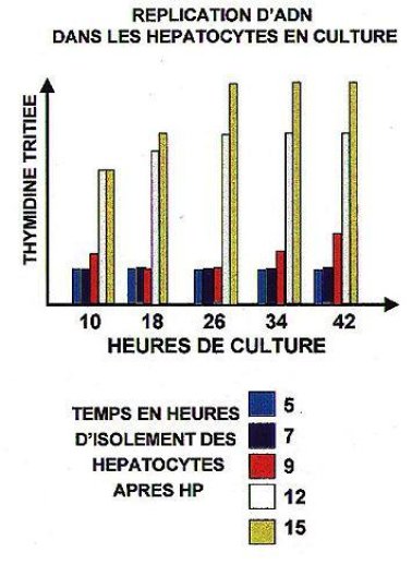 Validation du modèle in vivo.