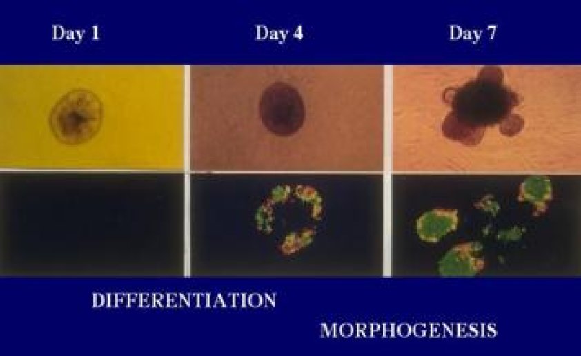 Modèle expérimental in vitro de développement du tissu pancréatique embryonnaire.