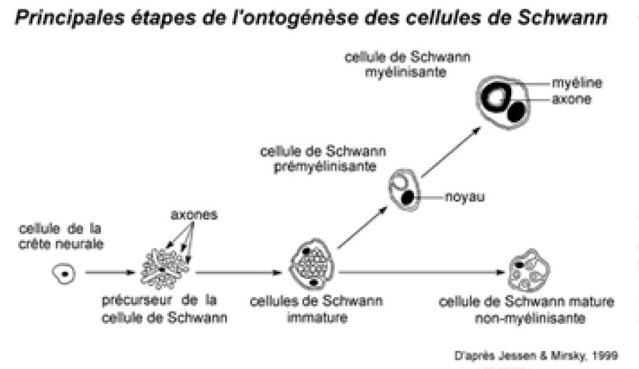 Principales étapes de l'ontogenèse des cellules de Schwann