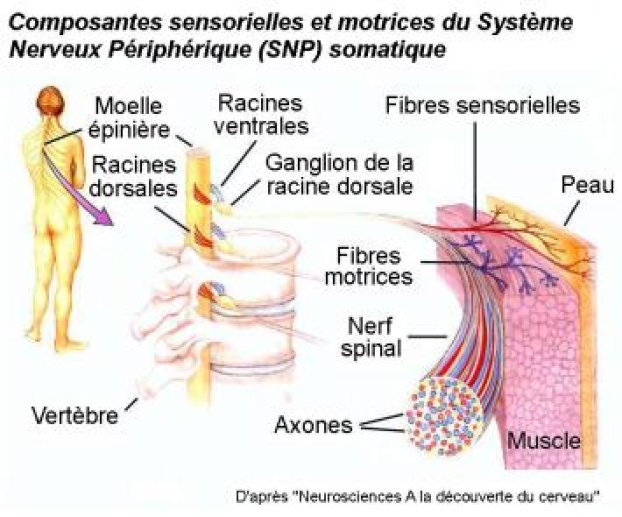 Composantes sensorielles et motrices du SNP somatique