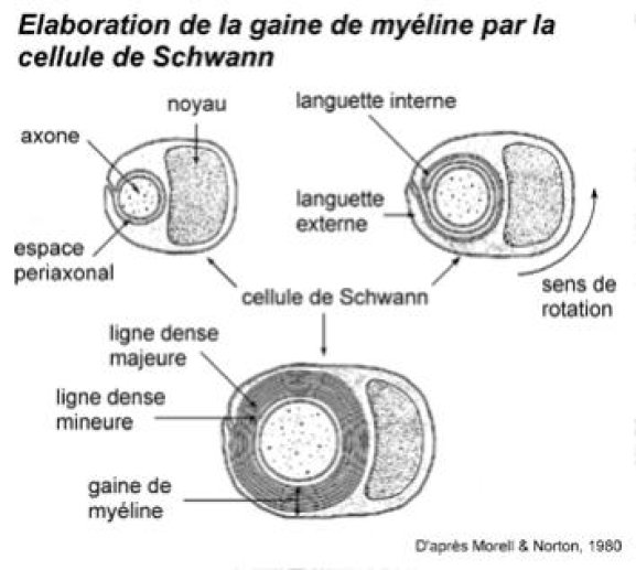 LA MYELINE