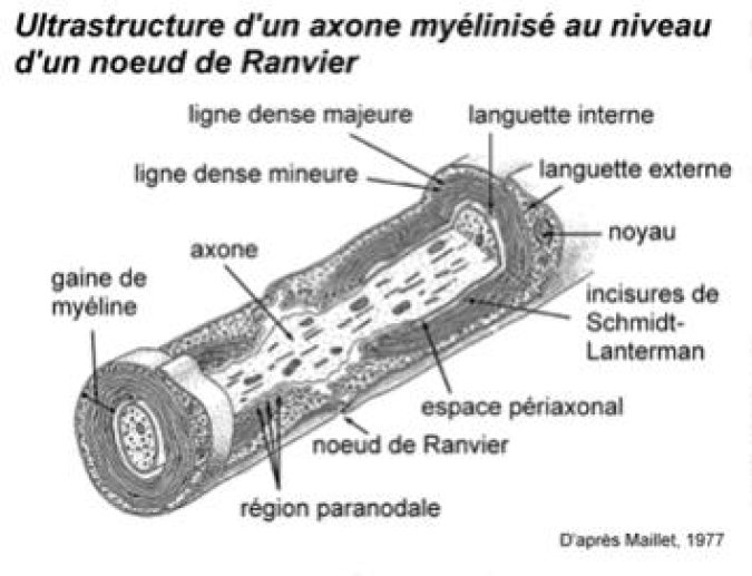 Ultrastructure d'un axone myélinisé au noeud de Ranvier