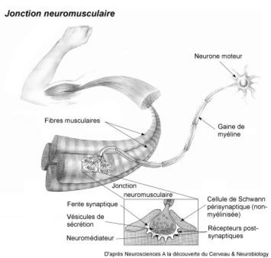 LA JONCTION NEUROMUSCULAIRE