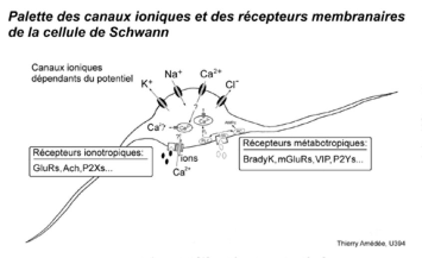 L'EQUIPEMENT MOLECULAIRE DES CELLULES DE SCHWANN ET SA FONCTION PHYSIOLOGIQUE