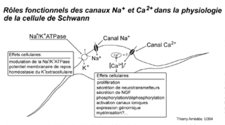 Rôles fonctionnels des canaux Na+ et Ca2+ dans la physiologie de la cellule de Schwann