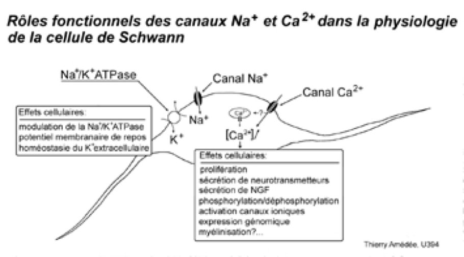 Rôles fonctionnels des canaux Na+ et Ca2+ dans la physiologie de la cellule de Schwann