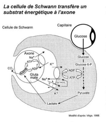 La cellule de Schwann transfère un substrat énergétique à l'axone