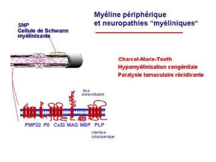 CELLULES DE SCHWANN ET PATHOLOGIE, DE LA MOLECULE A LA MEDECINE