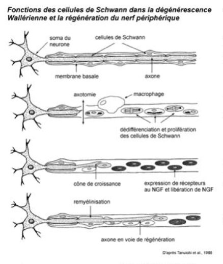 Fonctions des cellules de Schwann dans la dégénérescence Wallérienne et la régénération du nerf périphérique