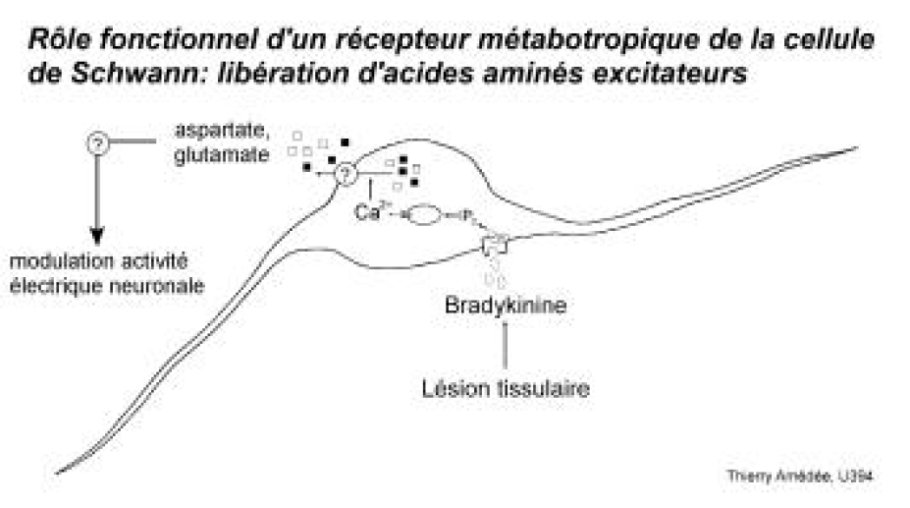 Rôle fonctionnel d'un récepteur métabotropique de la cellule de Schwann: libération d'acides aminés excitateurs