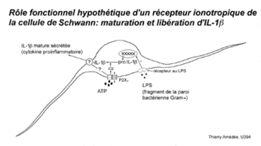 Rôle fonctionnel hypothétique d'un récepteur ionotropique de la cellule de Schwann: maturation et libération d'IL-1bêta