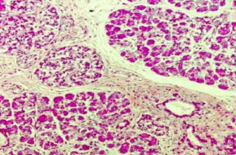 Coupe histologique de pancréas humain adulte