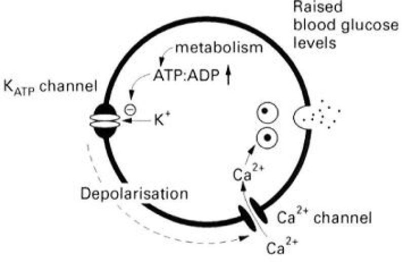 Mécanismes de la sécrétion d'insuline en réponse au glucose de la cellule à insuline.