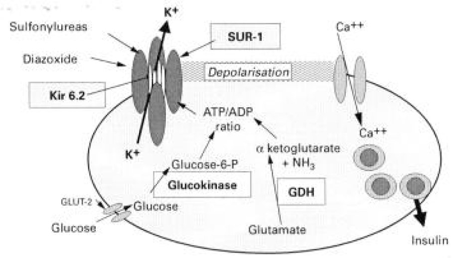 Enzymes et canaux ioniques impliqués dans la sécrétion d'insuline par la cellule bêta.