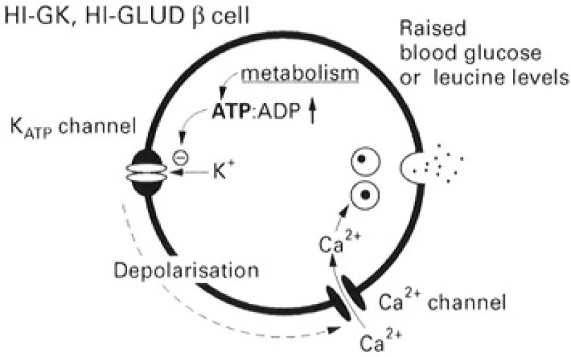  Enzymes impliqués dans la sécrétion d'insuline par la cellule bêta