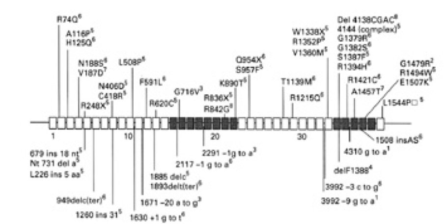 Anomalie du gène de la glutamate déhydrogènase entraînant des hypoglycémies par hyperinsulinisme.