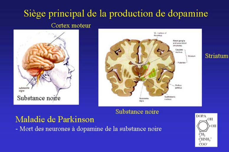 Le striatum siège de la production de dopamine