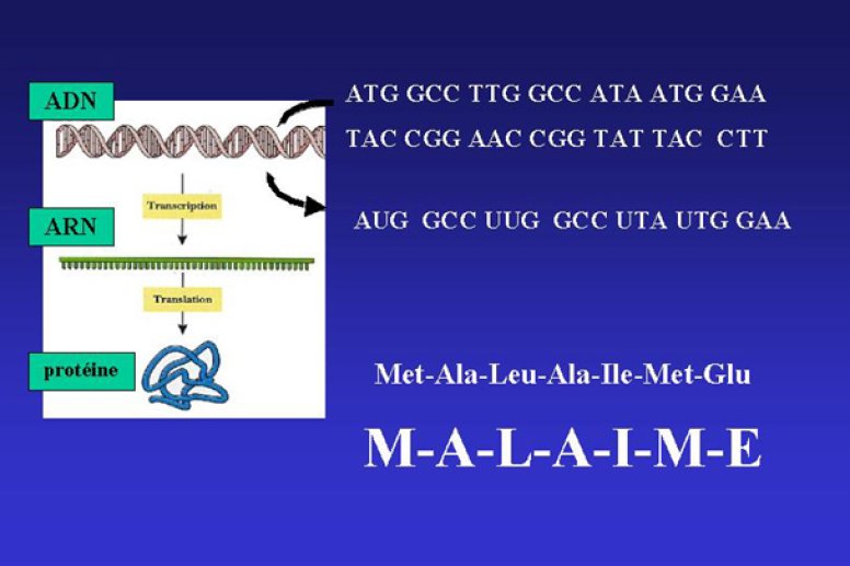 Transcription en ARN messager puis traduction en protéine