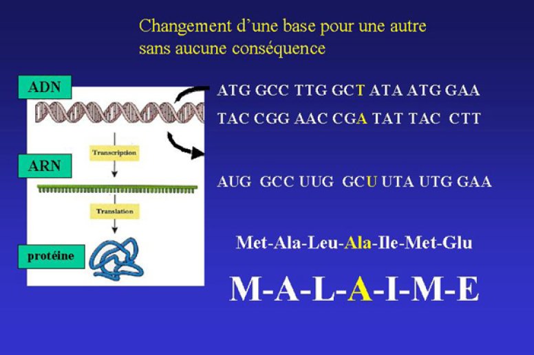 Mutation silencieuse