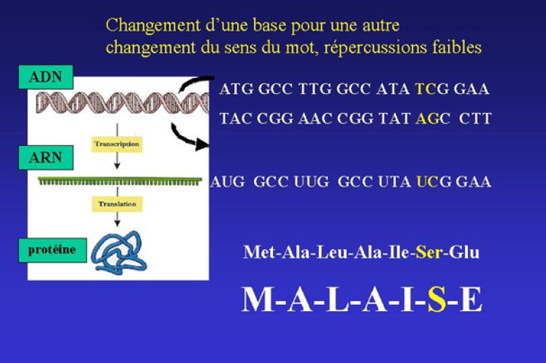 Autre exemple de mutation
